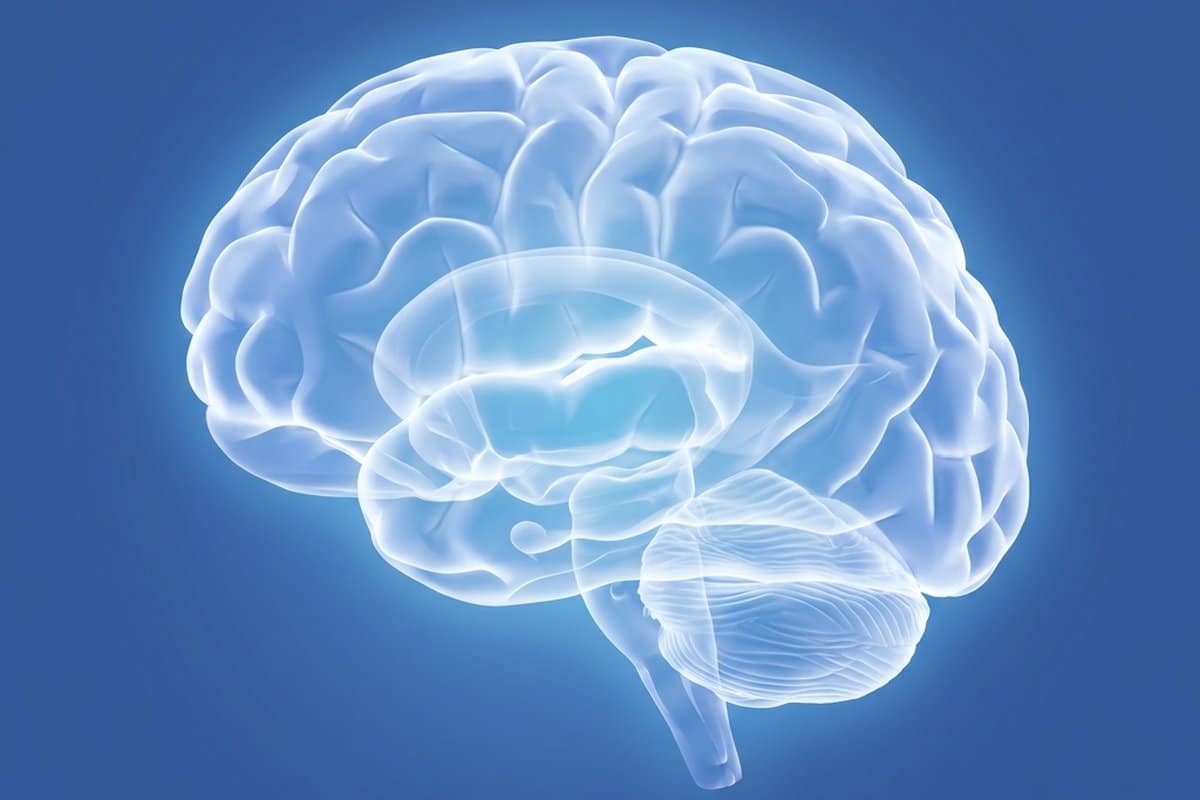 Sch&eacute;ma neurobiologique Havening&reg; &mdash; d&eacute;potentialisation de l'amygdale par ondes delta